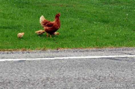 Best chicken road casino in Spain